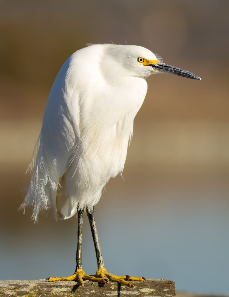 snowy egret by Frank Schulenburg