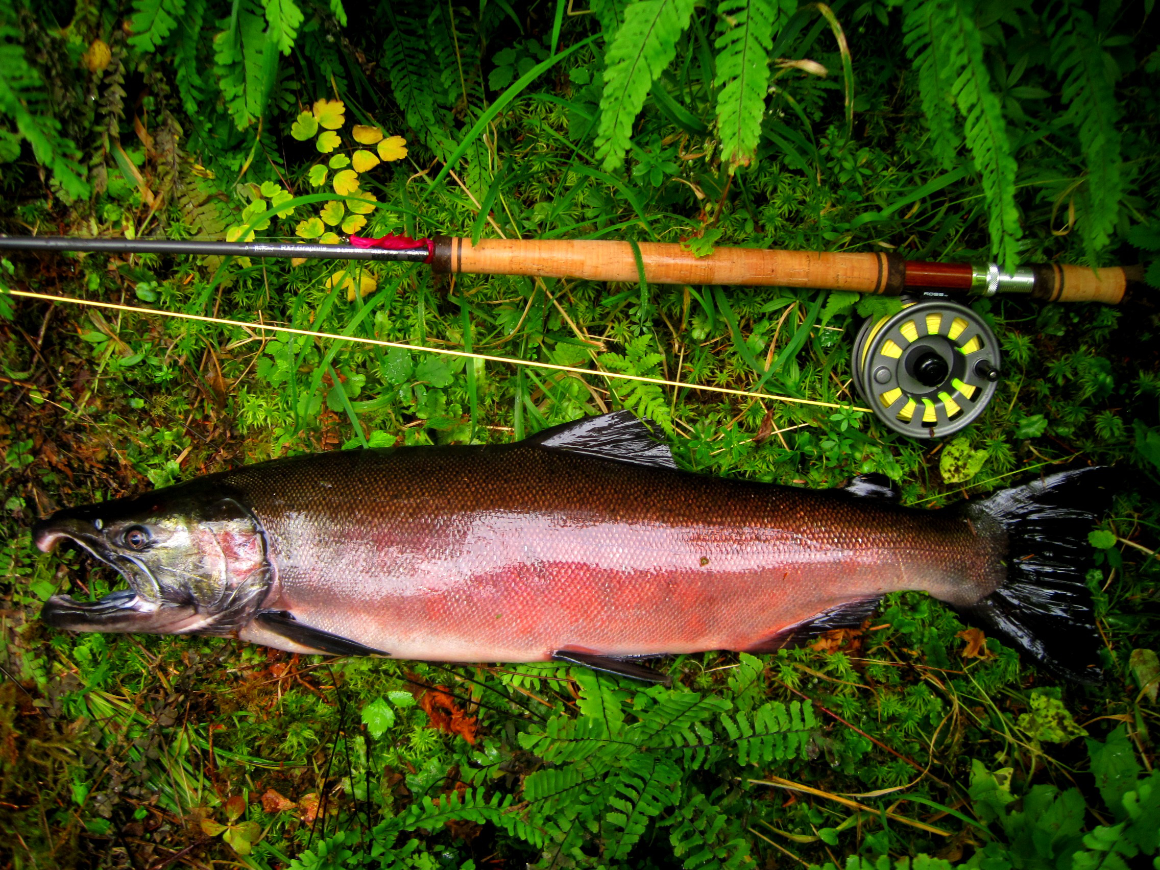 4 Think Pink for Silver Salmon on the Fly (3)