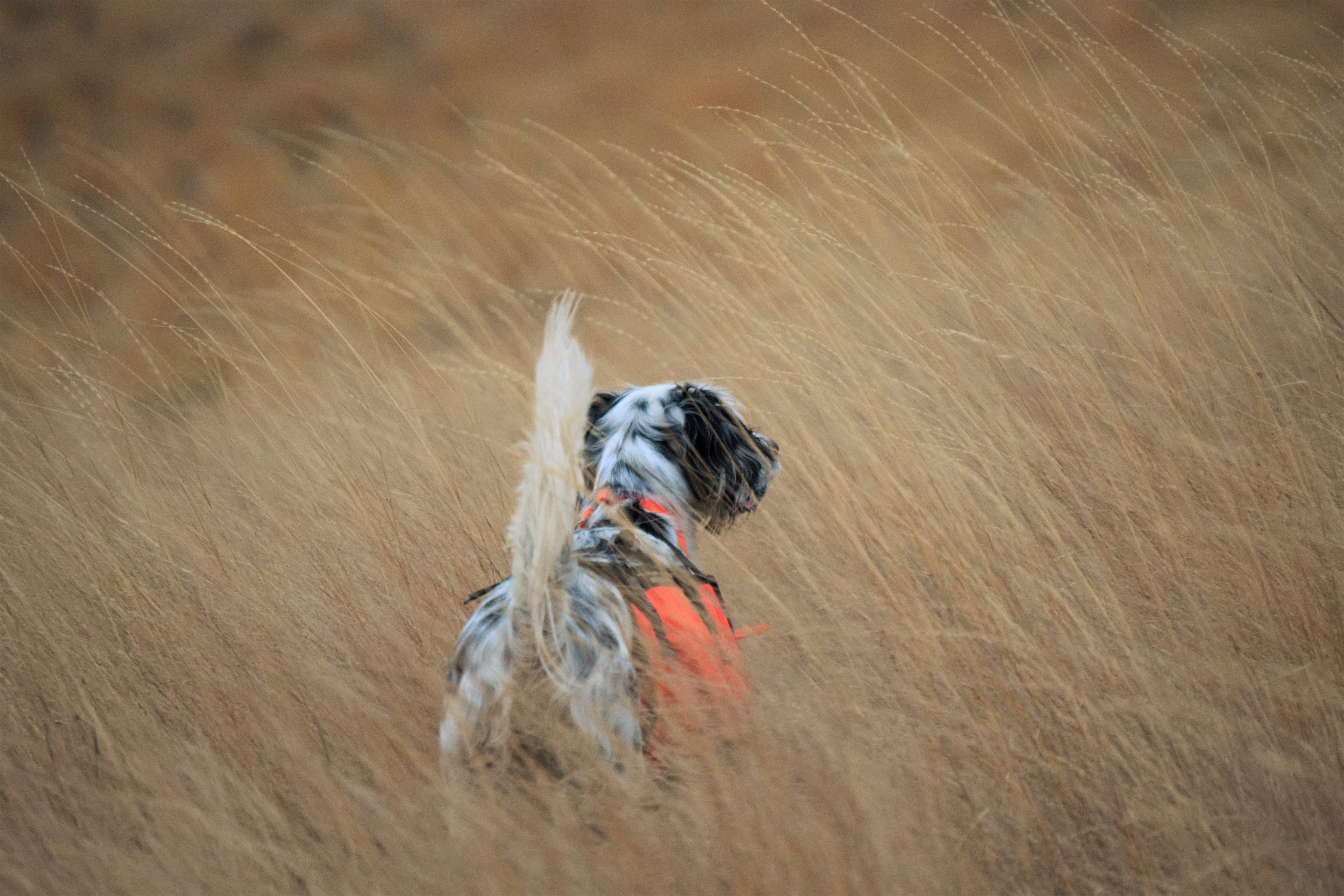 Trumbo - Just Follow the Dog (2)