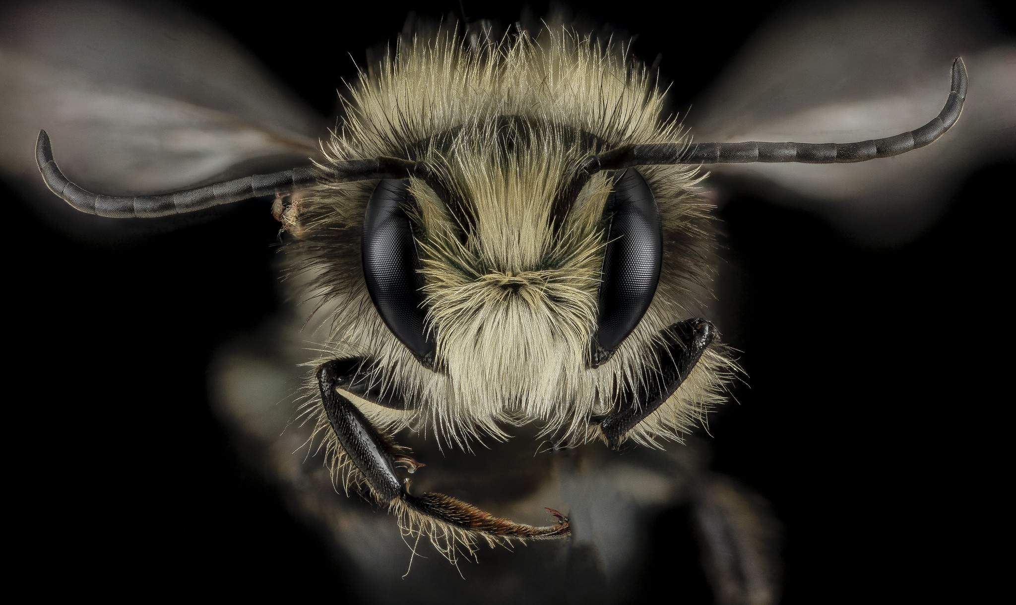USGS Blue Orchard Mason Bee 2