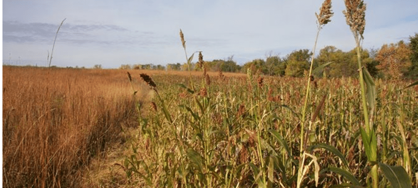 Raising Pheasant from the Ground&nbsp;Up