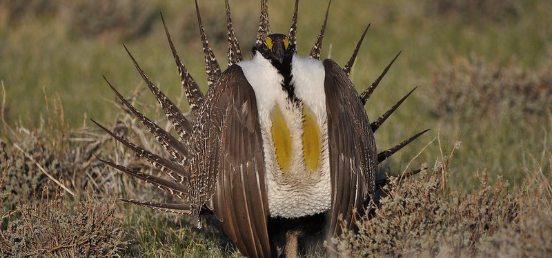 Tree Removal Benefits Greater Sage Grouse Population Growth