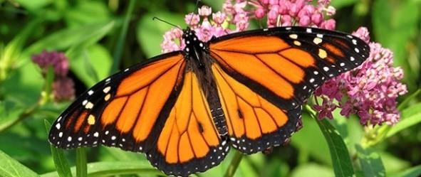Is it too Late for the Western Monarch&nbsp;Butterfly?