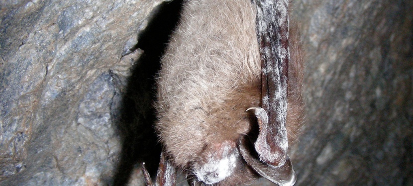 Northern Long-eared Bats Survive White-nose Syndrome in Man-made Habitats