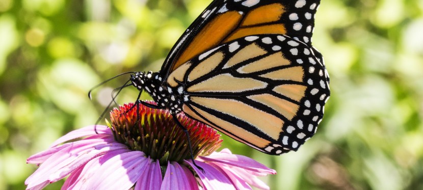 Western Monarch Butterflies see an Inspiring&nbsp;Rebound