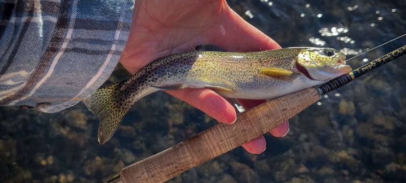 Upland Pursuits – The Caddis&nbsp;Revolution