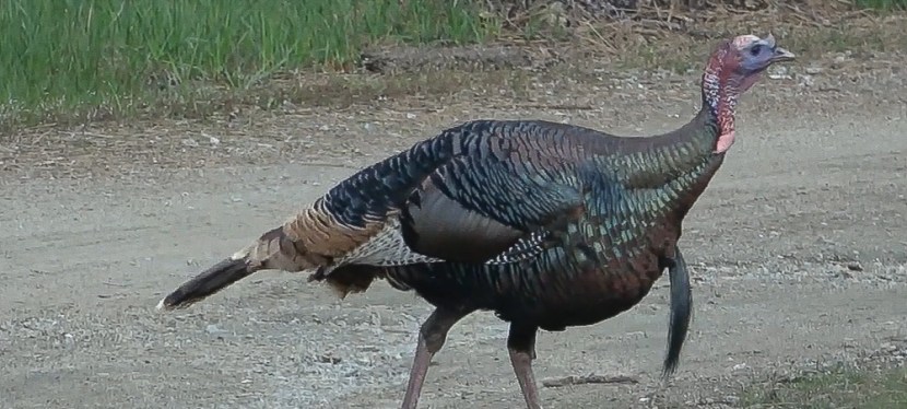 Upland Pursuits – The Wild Turkey Conservation Success&nbsp;Story