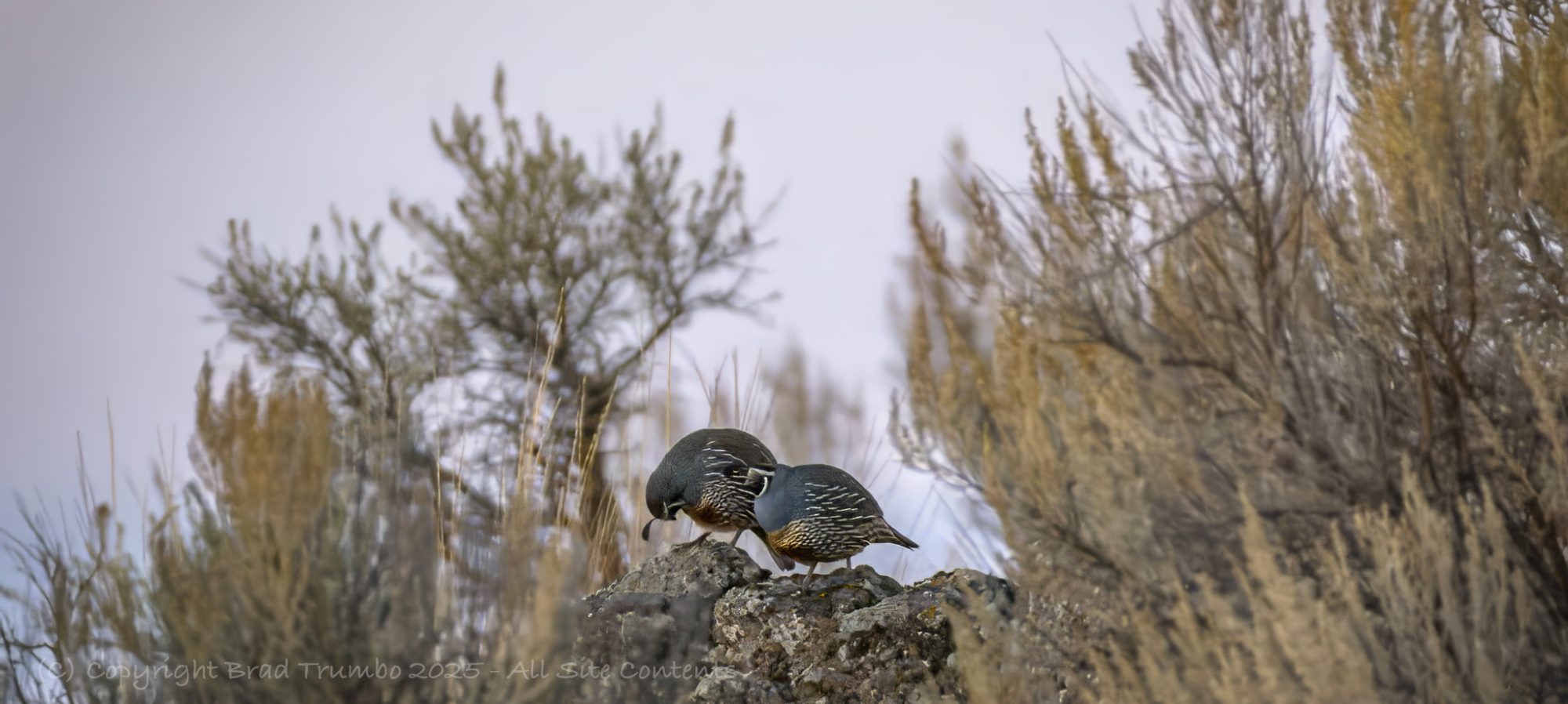 Palouse Upland Media