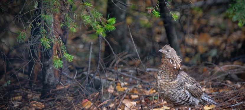 Ruff Numbers – Covers Magazine, Summer&nbsp;2025